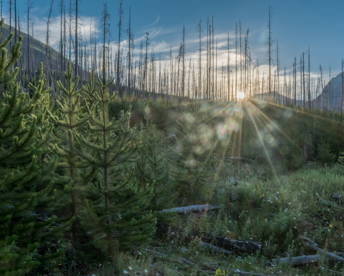 A forest scene at sunrise or sunset showing the contrast between new and old growth. In the foreground, young pine trees are growing amidst a lush, green undergrowth. In the background, tall, thin trunks of dead trees stand stark against the sky, remnants of a past wildfire. The sun's rays create a lens flare effect, adding a warm glow to the serene landscape.