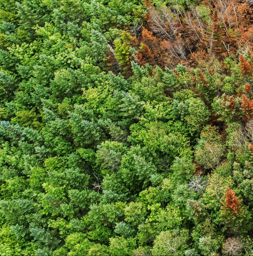 Aerial view of a charred landscape after a wildfire. The right side of the photo shows burned trees; the left, a still living forest.