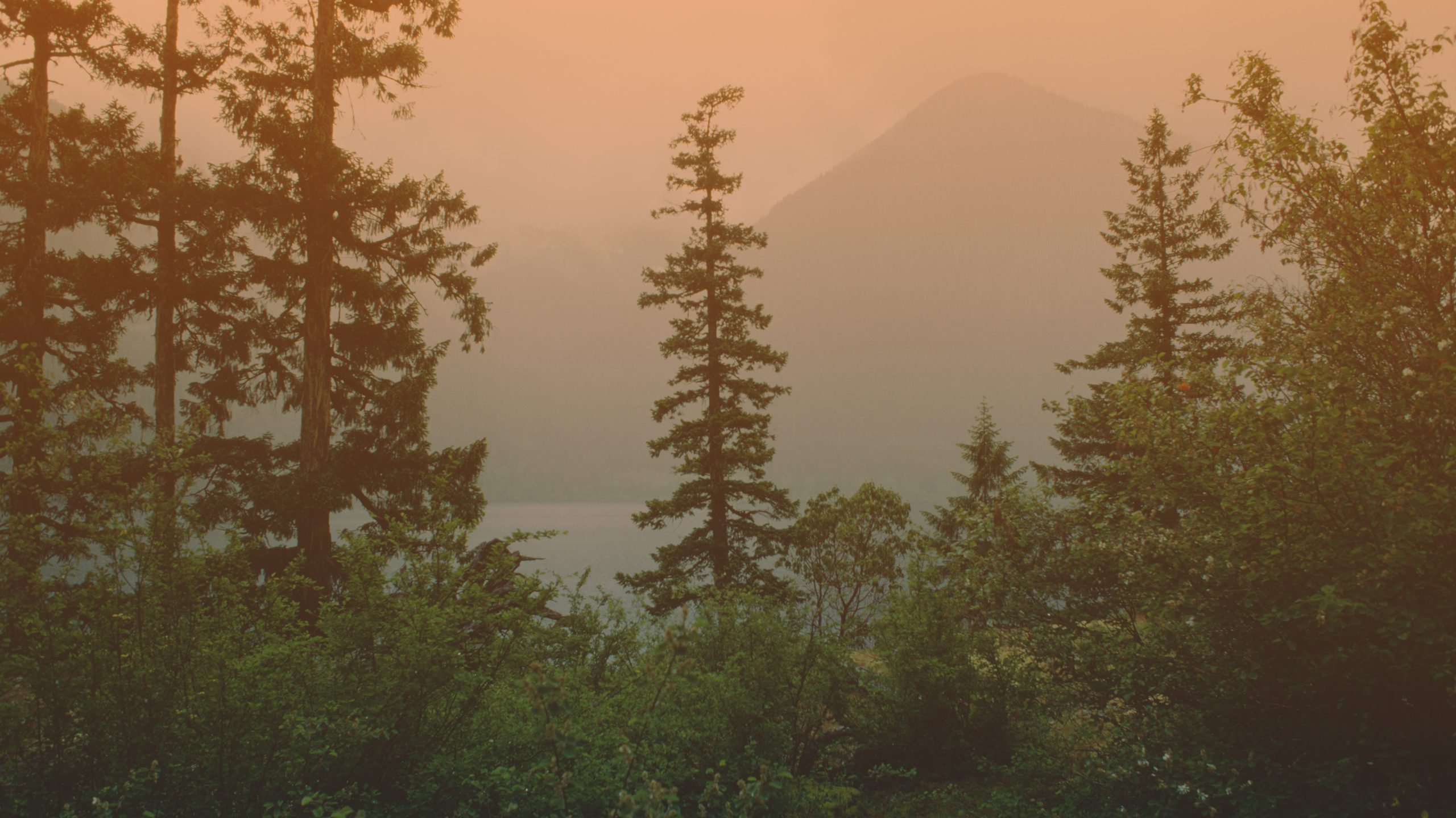 Fire resilience site cover page, showing fireweed with an orange gradient overlaid. No text. Photo credit: Photos.com