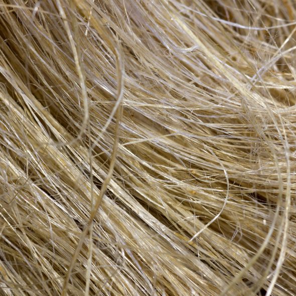 Close up of hemp fibres. Photo credit: Dmitry_7