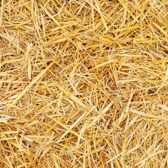 Close-up of straw. Photo credit: Pixelshot