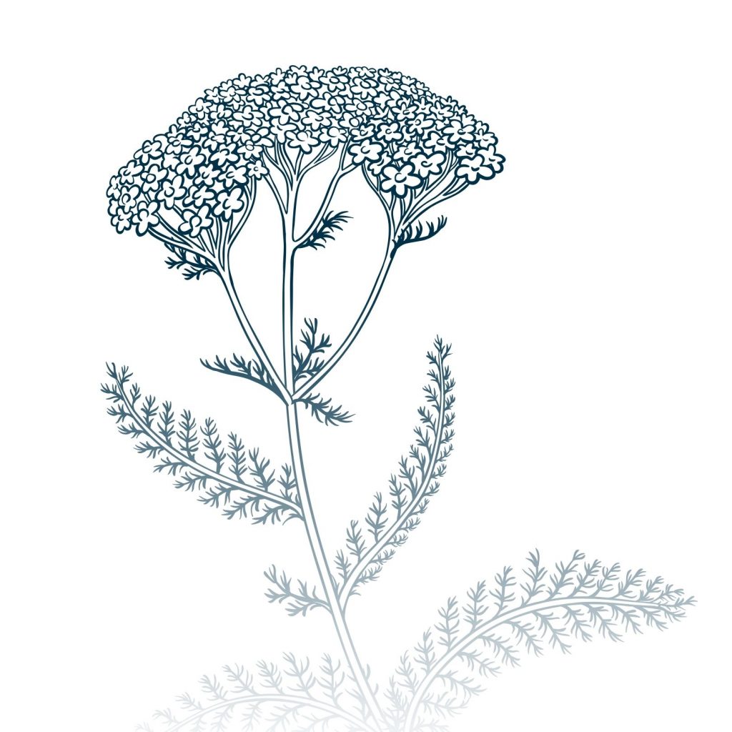 Sketch of a yarrow plant in dark blue
