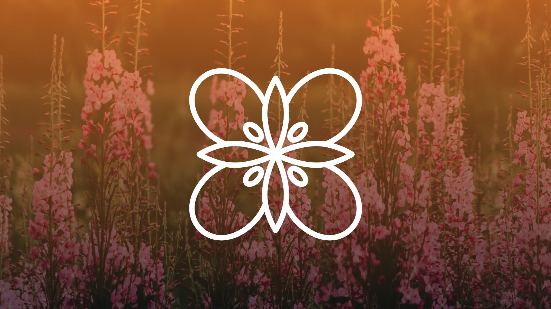 Fire resilience site cover page, showing fireweed with an orange gradient and an icon of a fireweed flower overlaid. Photo credit: Danila Popov