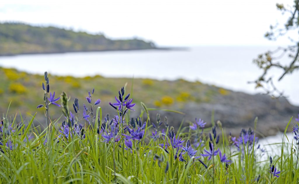 Pics Pacific Institute For Climate Solutions