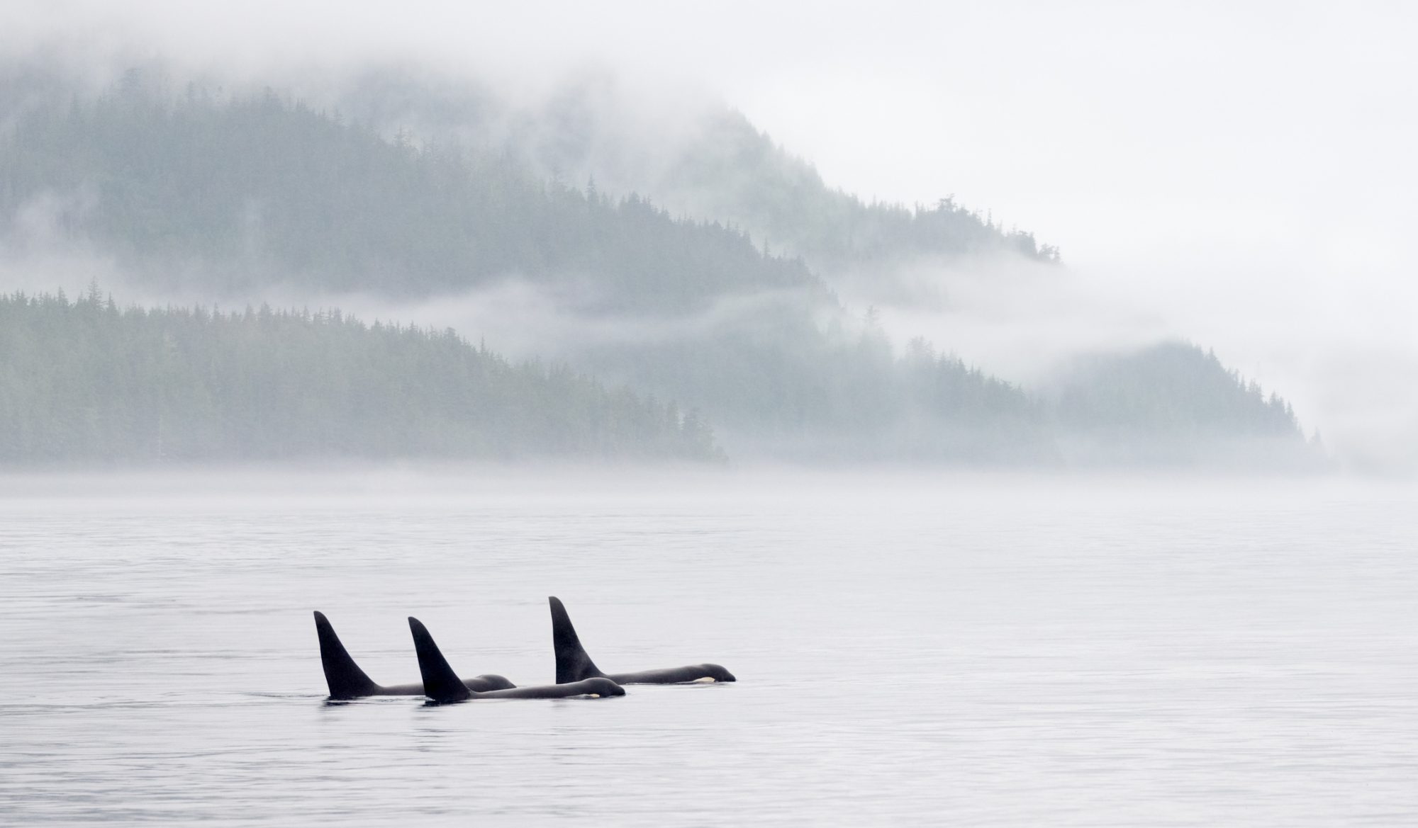 Three orcas swim closely together in calm, misty waters, with a backdrop of fog-draped evergreen forested hills fading into the distance.