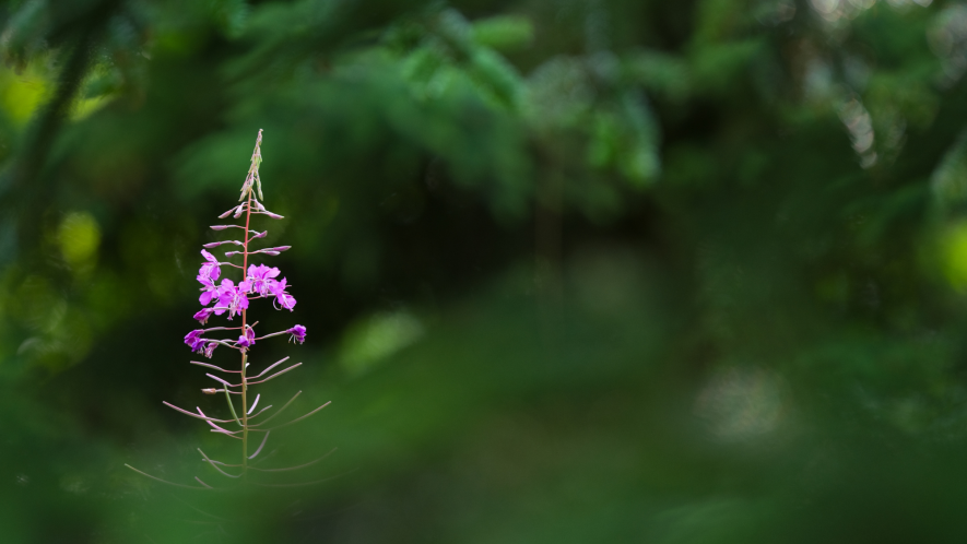 An image of fireweed poking through lush greenery.