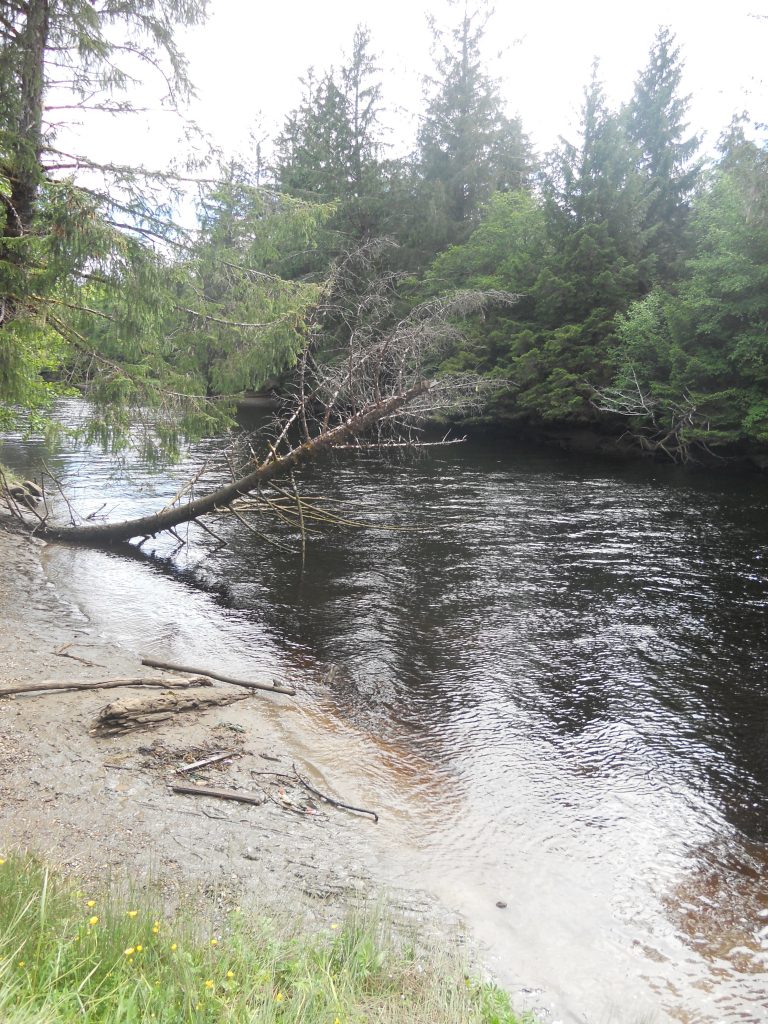 Photo of the Yakoun River from the river bank. 