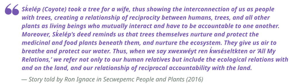 "Sk̓elép (Coyote) took a tree for a wife, thus showing the interconnection of us as people with trees, creating a relationship of reciprocity between humans, trees, and all other plants as living beings who mutually interact and have to be accountable to one another. Moreover, Sk̓elép’s deed reminds us that trees themselves nurture and protect the medicinal and food plants beneath them, and nurture the ecosystem. They give us air to breathe and protect our water. Thus, when we say xwexwéyt ren k̓wséseltkten or ‘All My Relations,’ we refer not only to our human relatives but include the ecological relations with and on the land, and our relationship of reciprocal accountability with the land."
- Story told by Ron Ignace in Secwepemc People and Plants (2016)